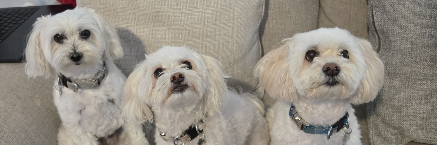 GabeBaDooky's profile banner image