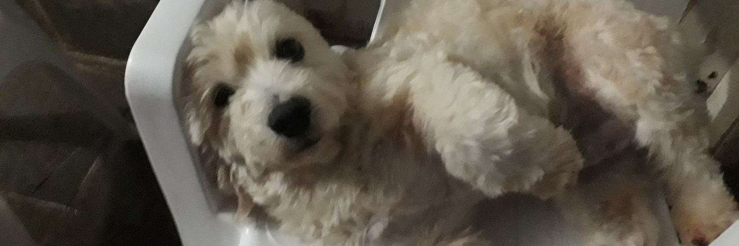 fe_rsantos's profile banner image