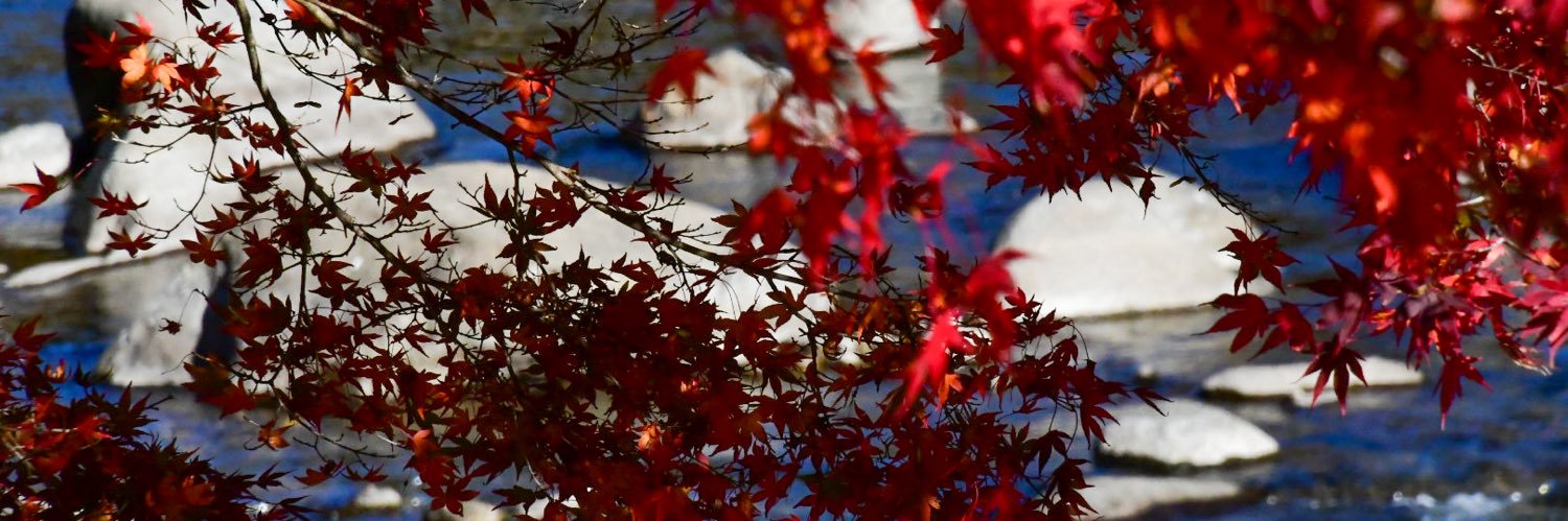 紅葉 楓🍁 banner