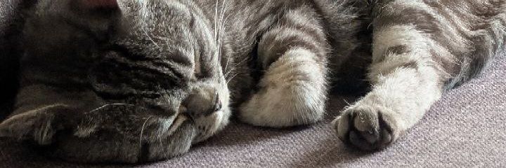 imtooootired's profile banner image
