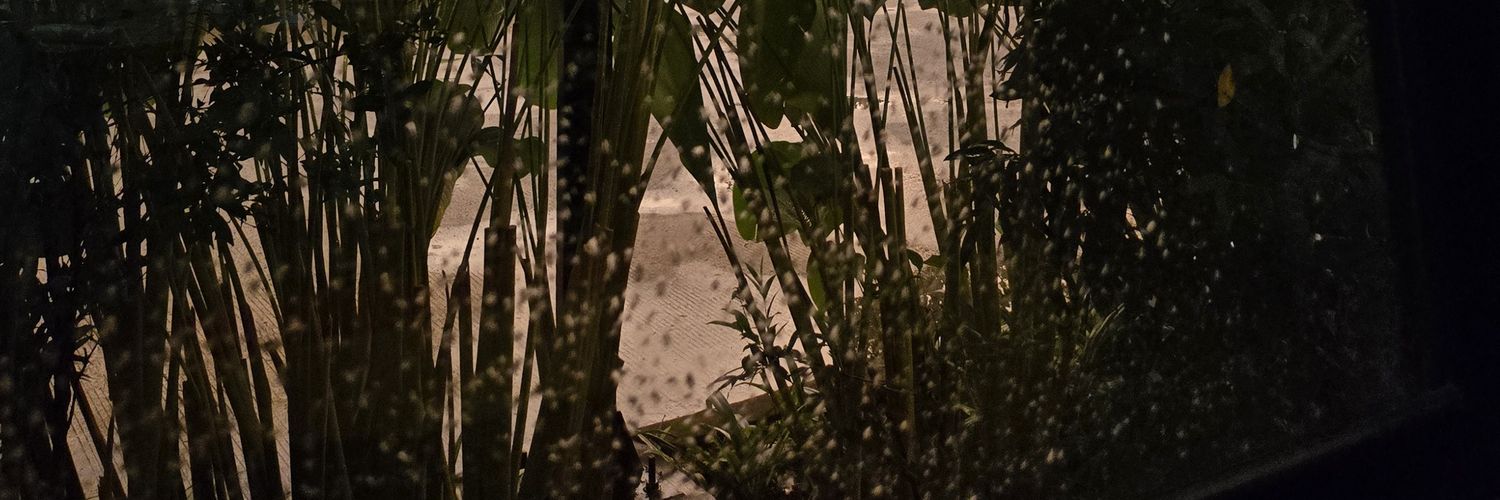 bibopapana's profile banner image