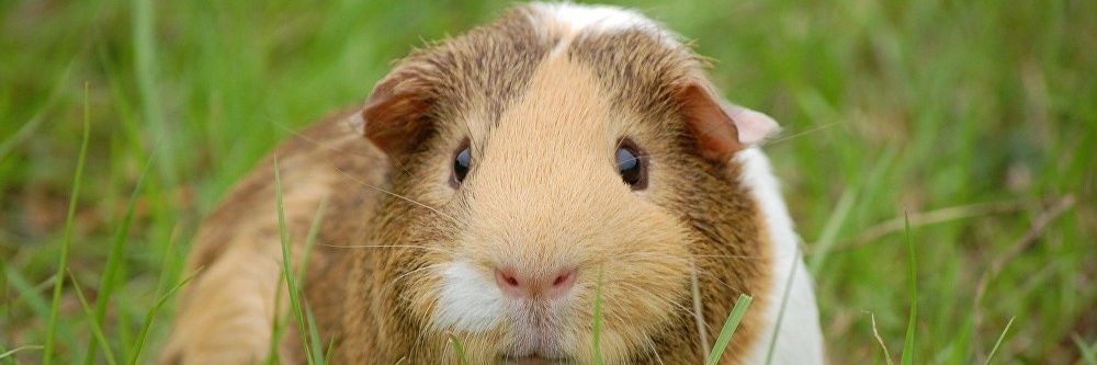 El Negan Cristiano. banner