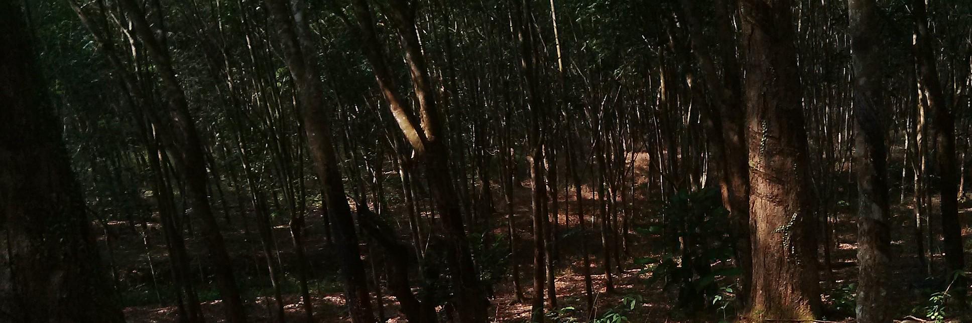 Lyna_da's profile banner image