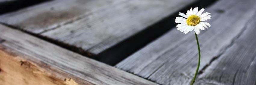 H_cloe's profile banner image