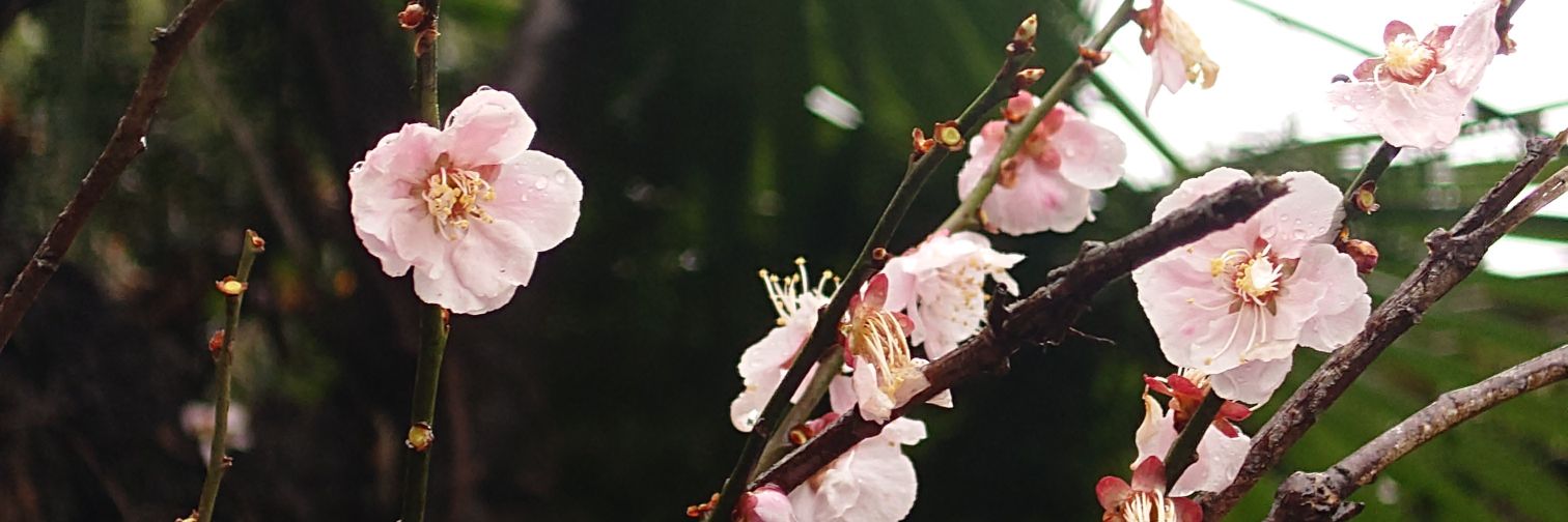 dearest_ryouta's profile banner image