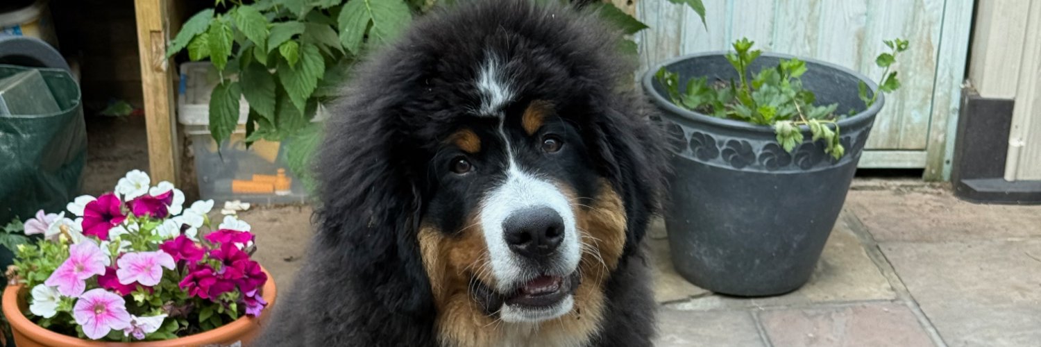 Steve Thompson🗿🐀 banner