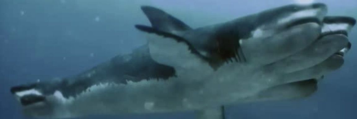 Lui 🌊🦈's banner