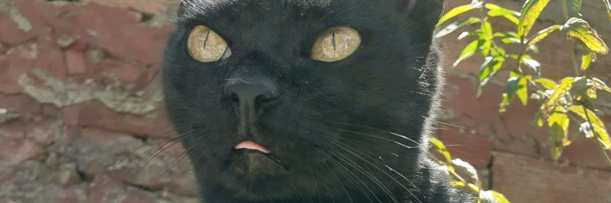 caritomdo's profile banner image