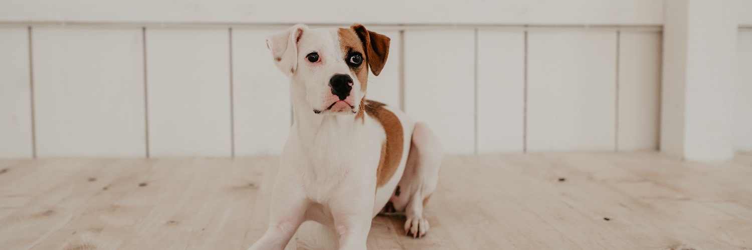 Angeline Bottera, PhD banner