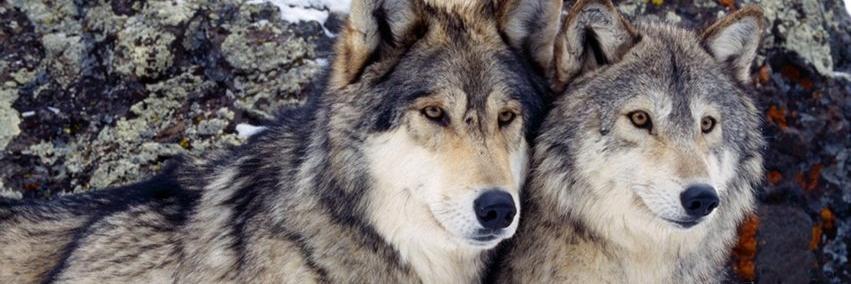 GoodWolfPAC's profile banner image