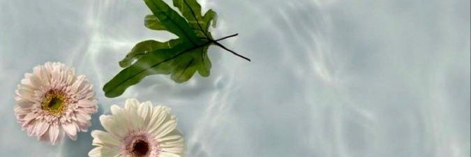 tanetales's profile banner image