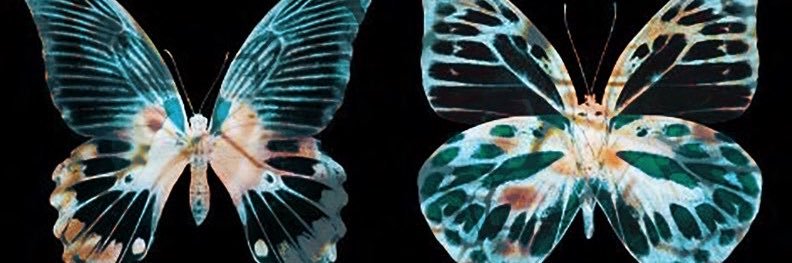 🦋's banner