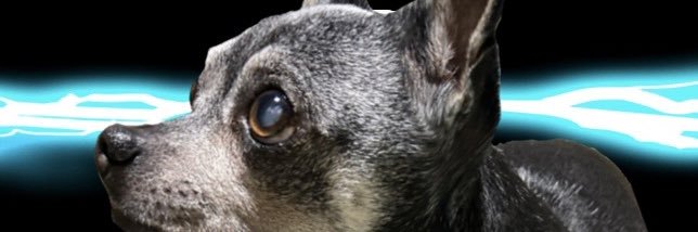 🐳貝柱🐳 【公式】 banner