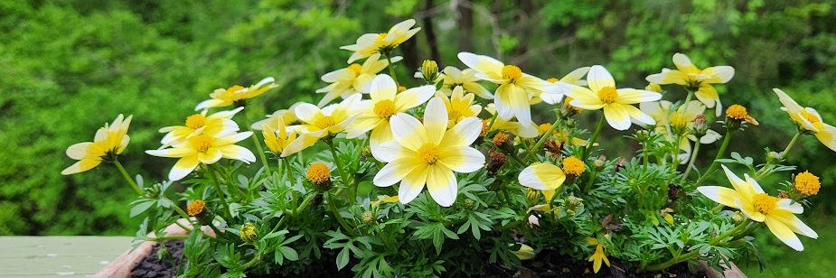 🌱 Shannon Walsh 🦋🦋🦋's banner
