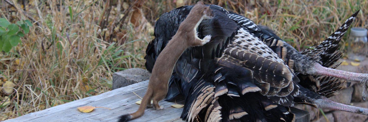 Jerry 🇺🇸 banner