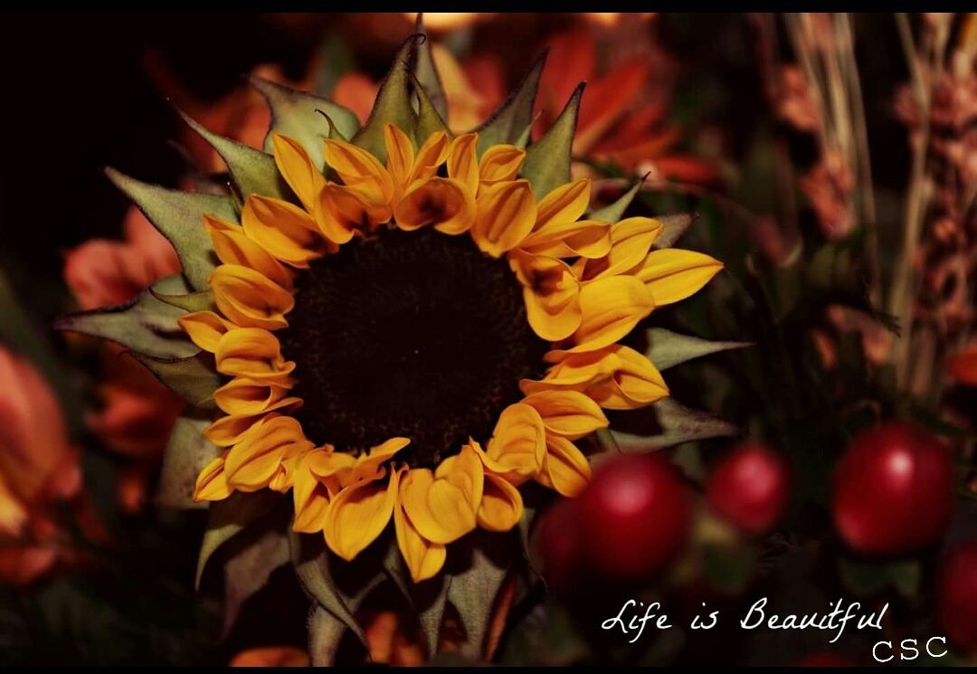 NinaLawson's profile banner image