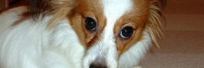 timothyvioletas's profile banner image