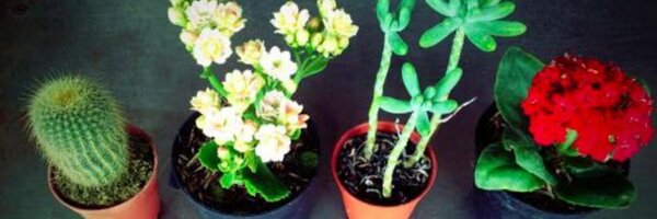 tanakorn Profile Banner