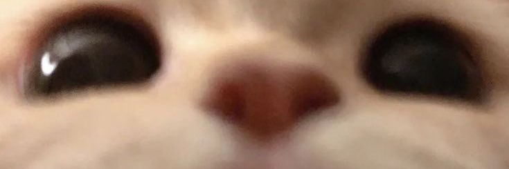 sanibara˘ᗜ˘ banner