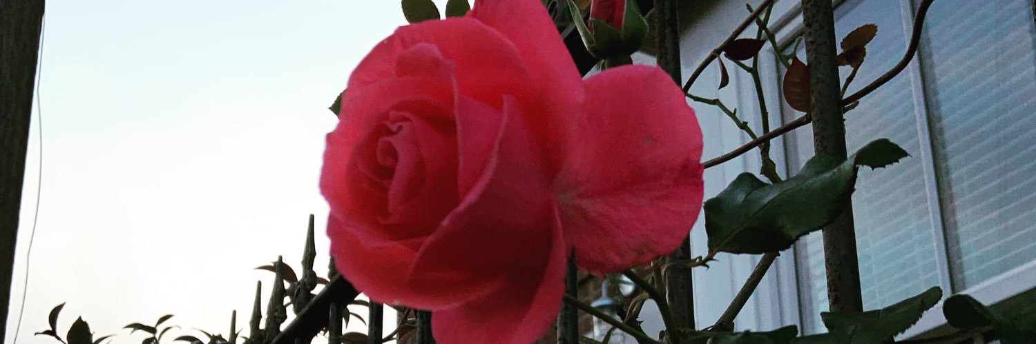 Mackenzie Masters's banner