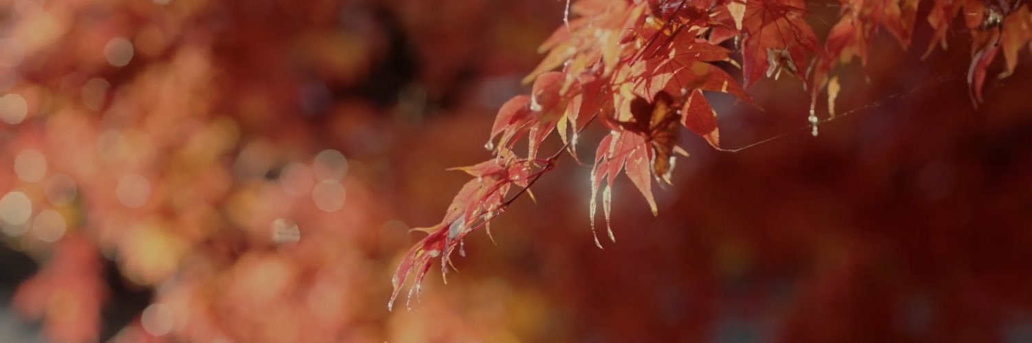 mp 🍁⸜( ˃ ᵕ ˂ )⸝🍁 banner