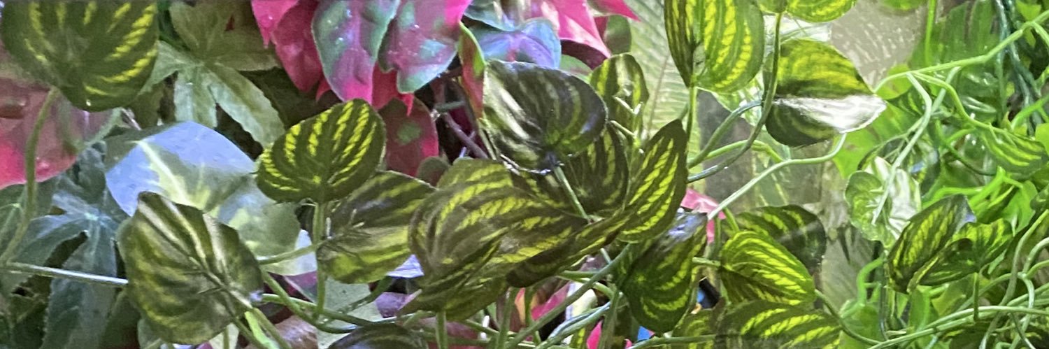willoshi's profile banner image
