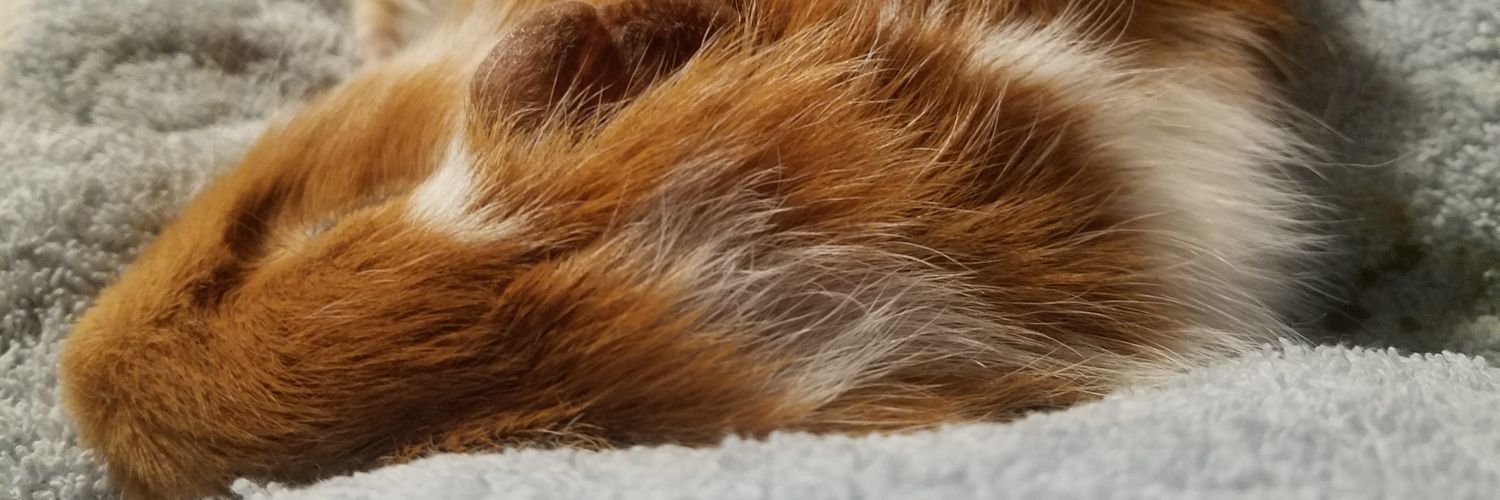 Ms Daisy's House of Fosters banner