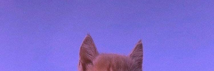 ` banner
