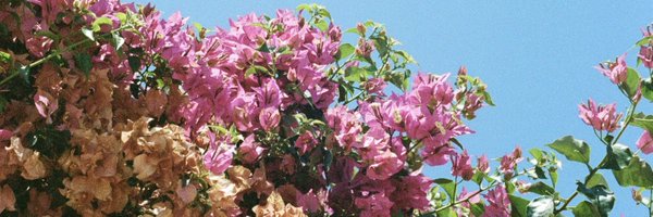 Kevin_Kuh Profile Banner