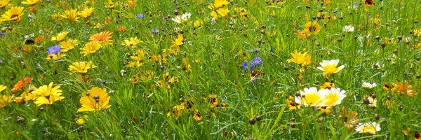 MeadowPatchwork Profile Banner