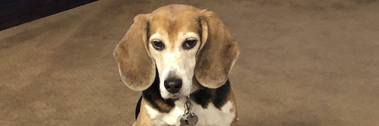 Teddy Bear 🌈 banner