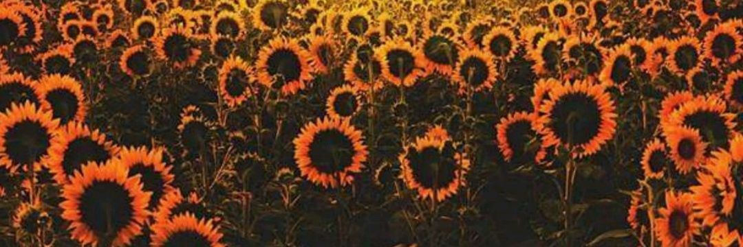 AnielaRS's profile banner image