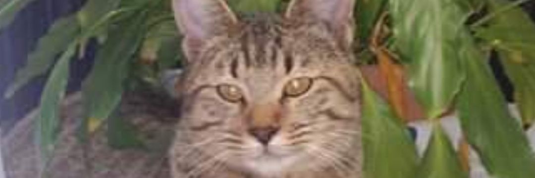 Verónica 🐾 banner