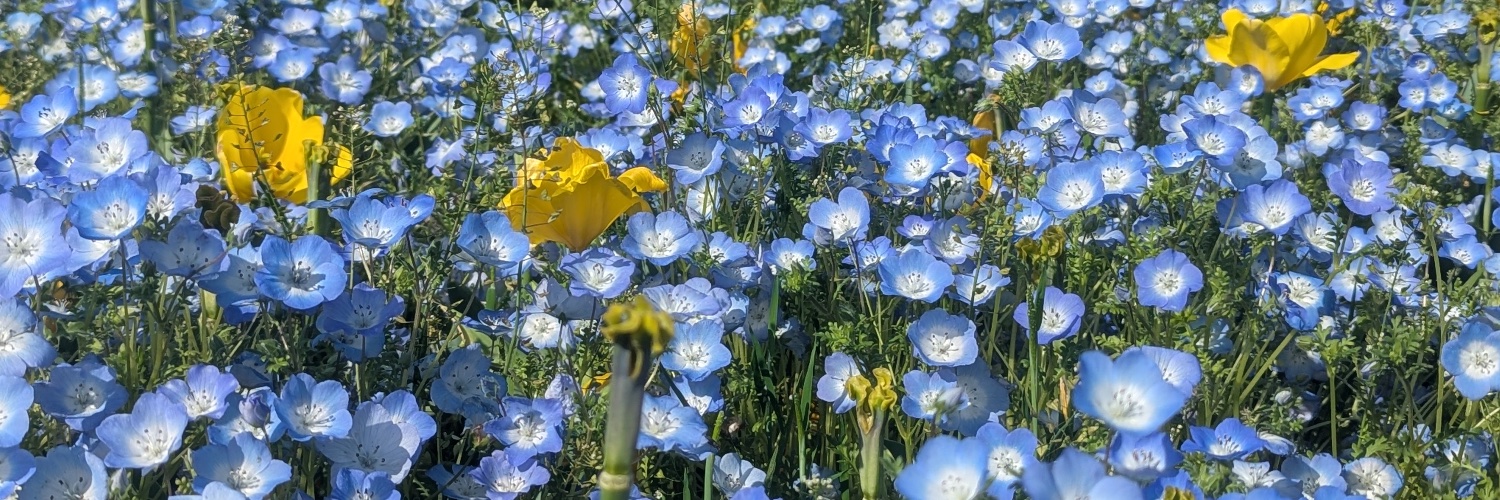 夢野るりる¨̮ banner