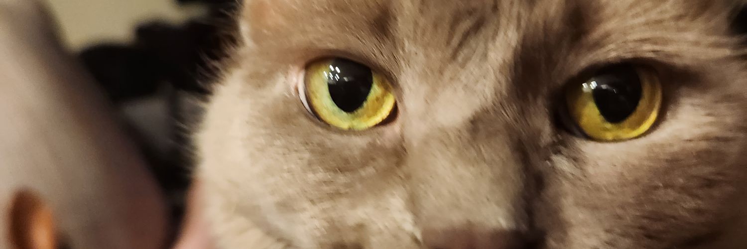 TranslucentEnby's profile banner image