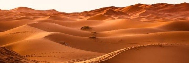 Sirena del desierto banner