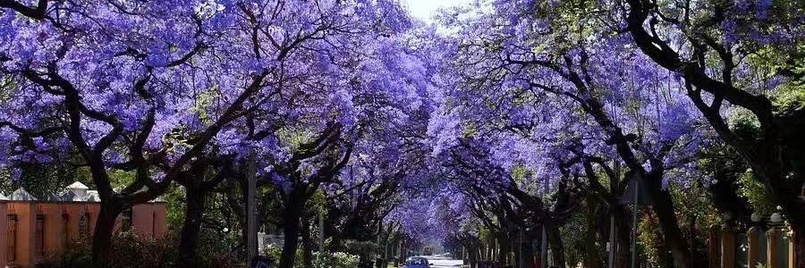 sylvester munyaradzi banner