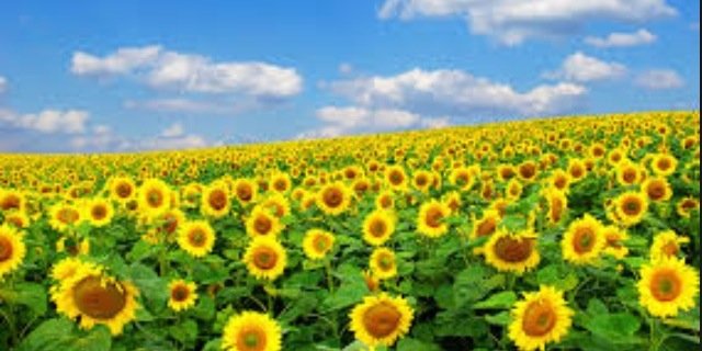 galindomagy's profile banner image