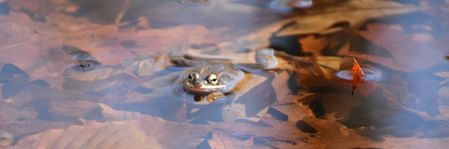 WiltonGoGreen's profile banner image