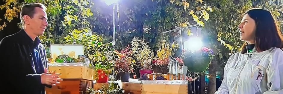 Bees on the Roof.ie banner