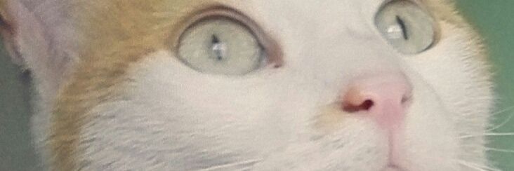 vivisleond's profile banner image