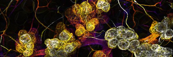 NewPICellDev Profile Banner