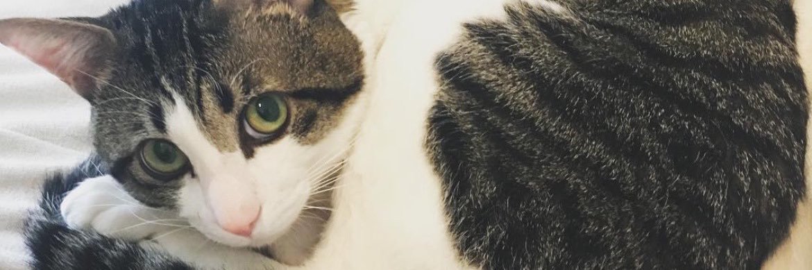 さちゃ🦉 banner