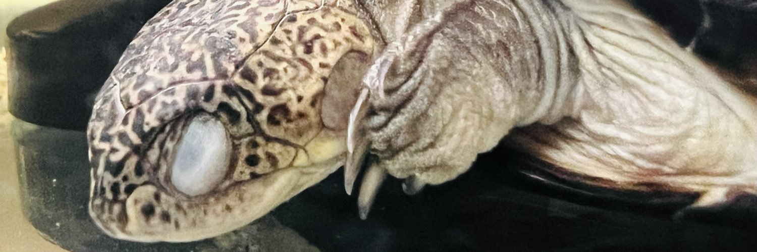 Cisco✪ banner