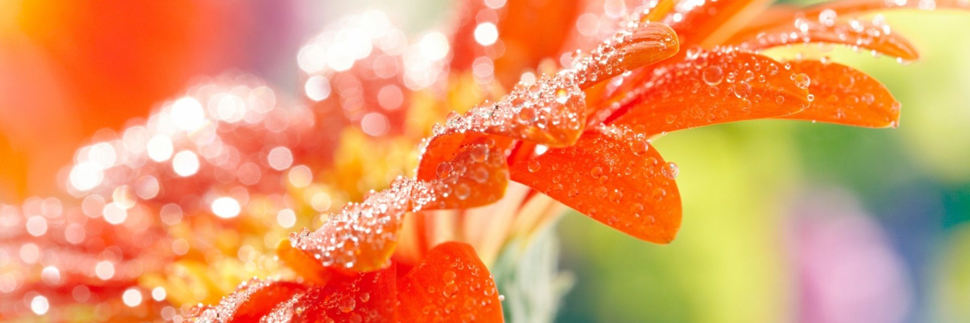 mandarinsquash's profile banner image