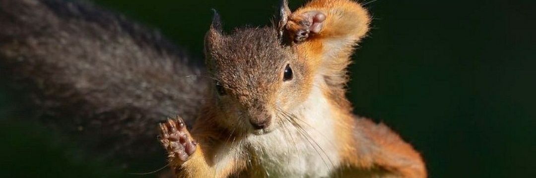 Squirrels Everywhere 💙🐿🌊 banner