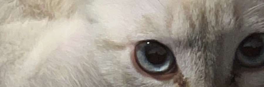 pl3xr's profile banner image