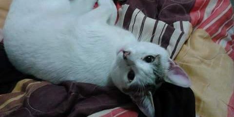 Jenniffer Ancco Herencia banner