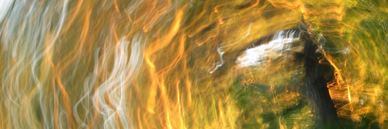 forresto's profile banner image
