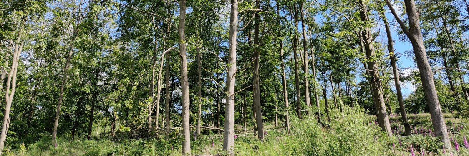 BeardedForester's profile banner image